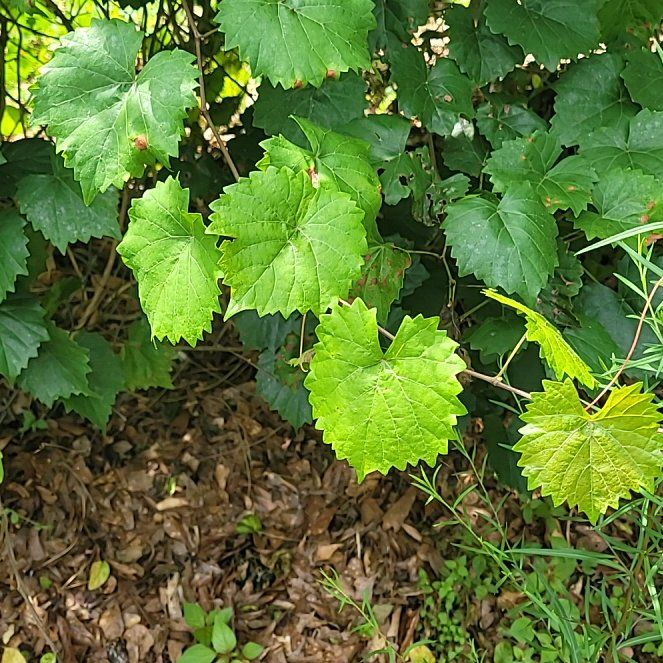 Photo of the plant species Muscadine Grape by @SageWildflower named Sherlock on Greg, the plant care app