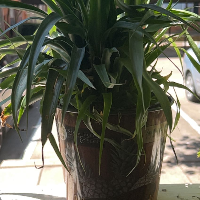 Photo of the plant species White Jade Pineapple by @DrivenJonquil named Planty on Greg, the plant care app