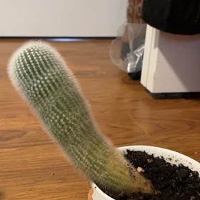 Photo of the plant species Espostoa lanata subsp. huanucoensis by @SavvyBroadbean named Sage on Greg, the plant care app