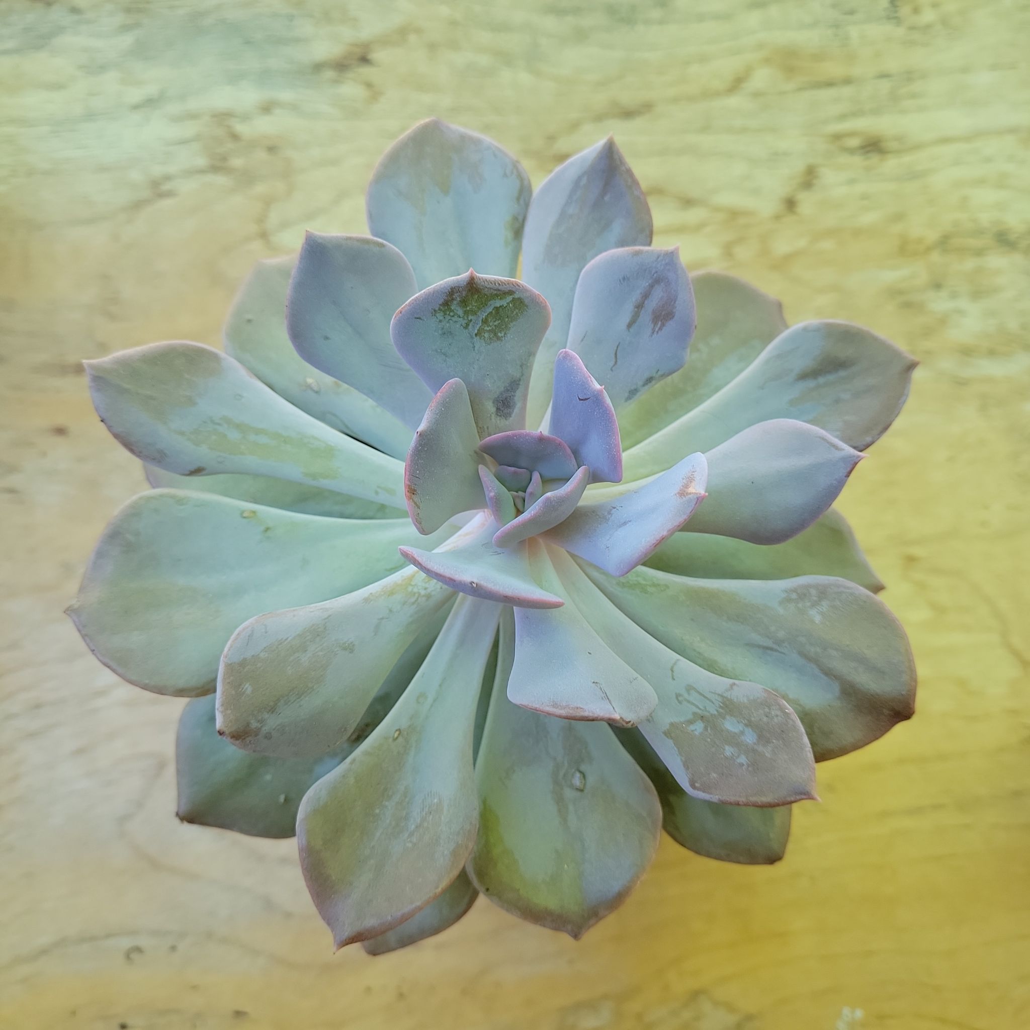 Lavender *Lala*