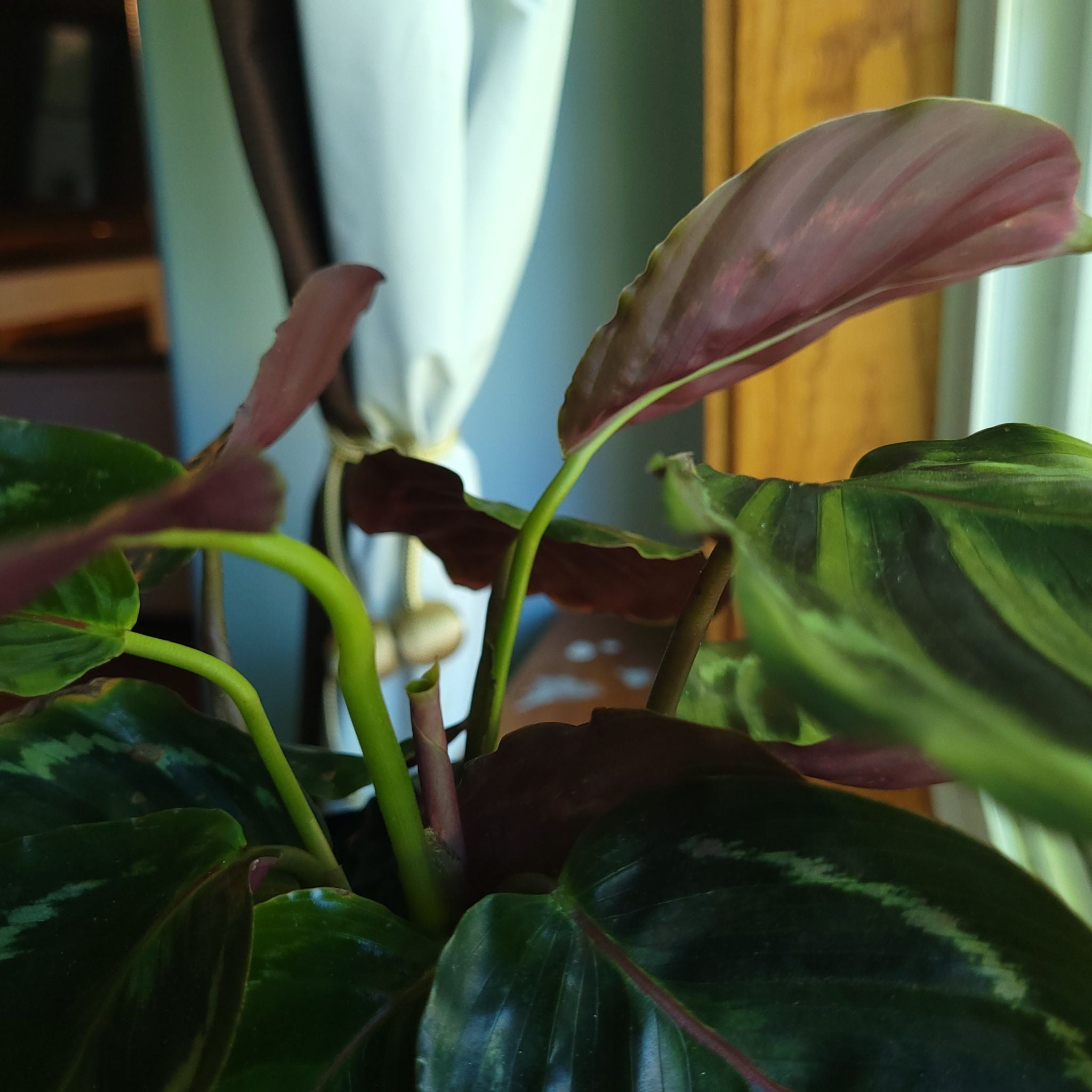 🚫 Why You Shouldn’t Eat Calathea 'Medallion'