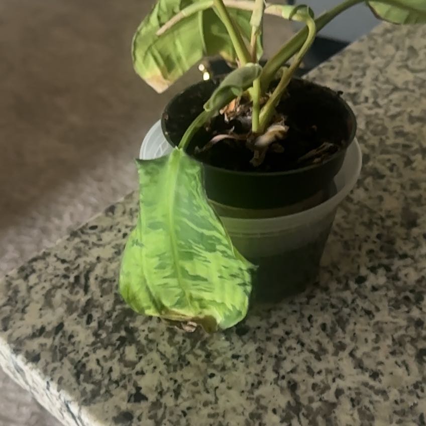 Photo of the plant species Camouflage plant by @OodlesPondapple named Luna on Greg, the plant care app