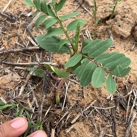 Photo of the plant species Hyssopleaf Sandmat by @BoldButtonsage named Zion on Greg, the plant care app