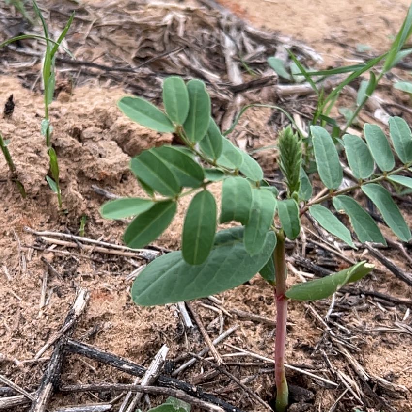 Photo of the plant species Hyssopleaf Sandmat by @BoldButtonsage named Navajo on Greg, the plant care app