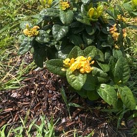 Photo of the plant species Flame of the Woods by @BoldButtonsage named Sproutacus on Greg, the plant care app
