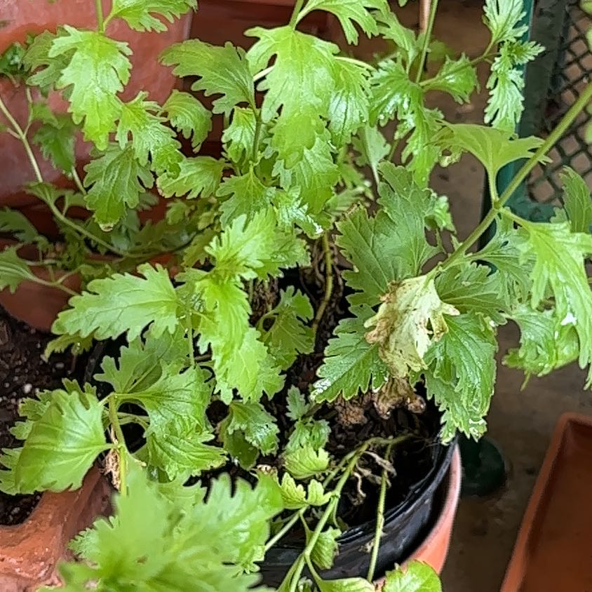 Photo of the plant species Mistflower by @LadyCascadepalm named Winston on Greg, the plant care app