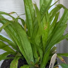 Photo of the plant species Sedge by @MerryLeucophyta named Figyonce on Greg, the plant care app