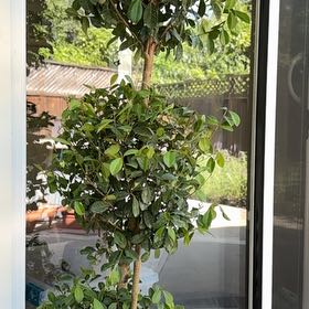 Photo of the plant species Portulacaria afra 'Topiary Tree Single Stem' by @SedulousMint named Zeus on Greg, the plant care app