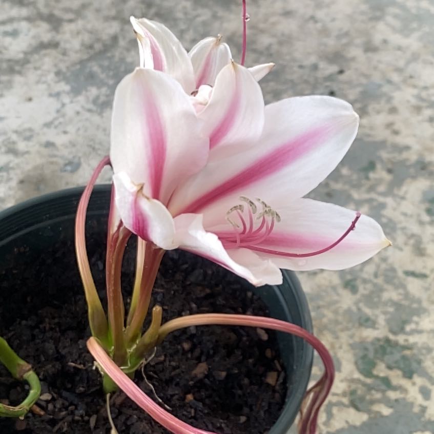 Potted Resurrection Lily with white and pink flowers, healthy appearance.