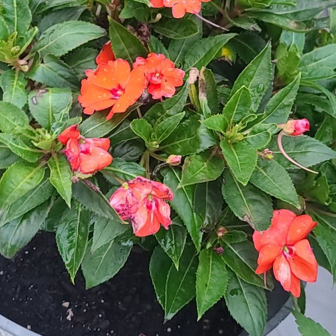 Photo of the plant species SunPatiens Impatiens by @TryPurgingflax named Orwell on Greg, the plant care app