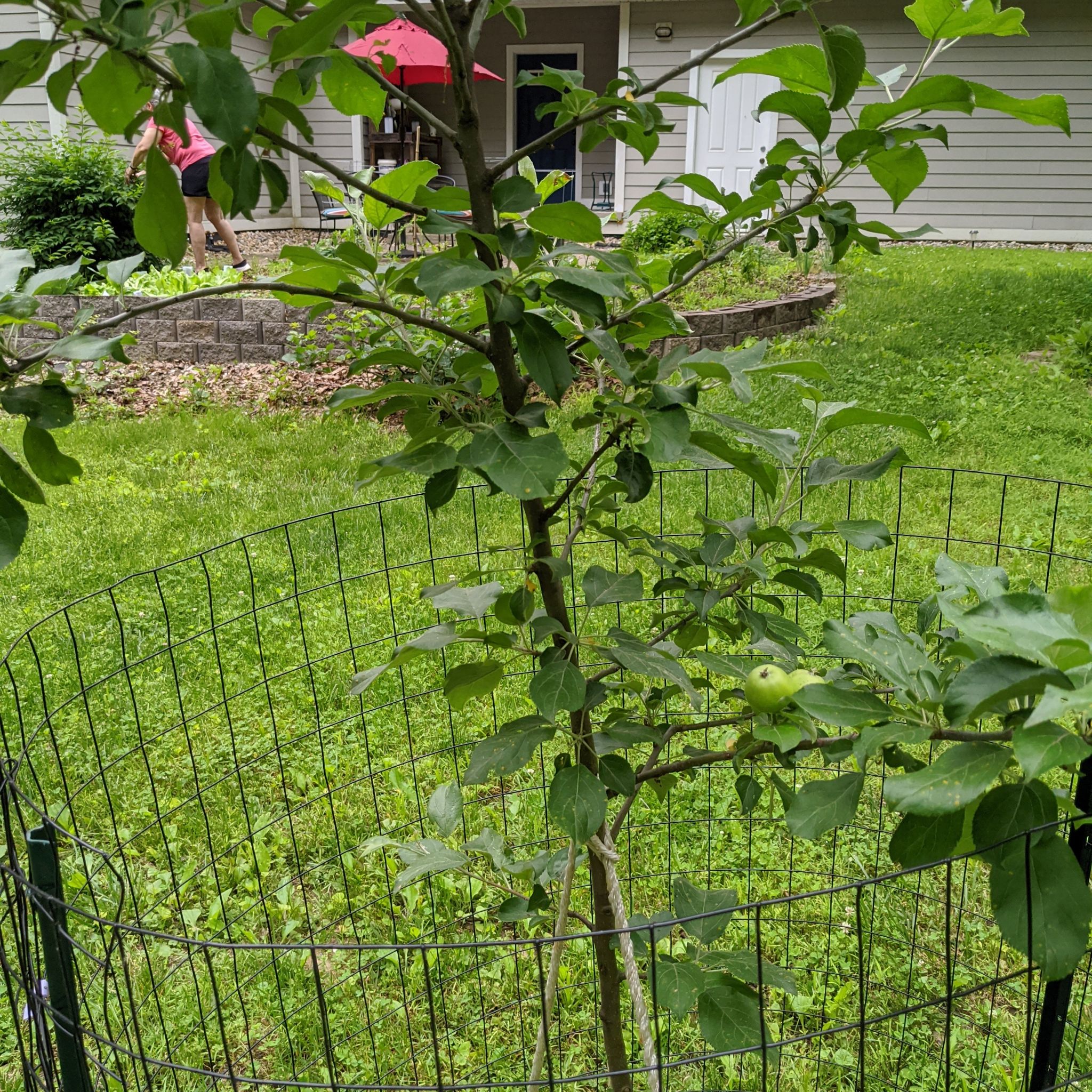 Photo of the plant species Suncrisp Apple by @FoxyGreydogwood named Honey crisp on Greg, the plant care app