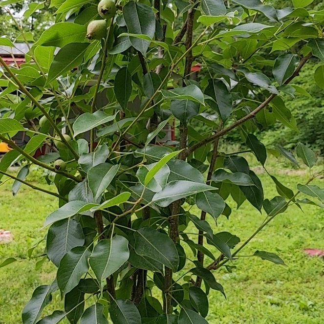 Photo of the plant species Kieffer Pear by @FoxyGreydogwood named Keith on Greg, the plant care app