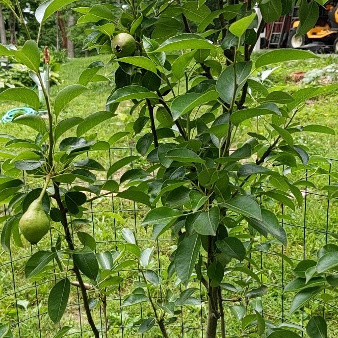 Photo of the plant species Bartlett Pear by @FoxyGreydogwood named Bart on Greg, the plant care app