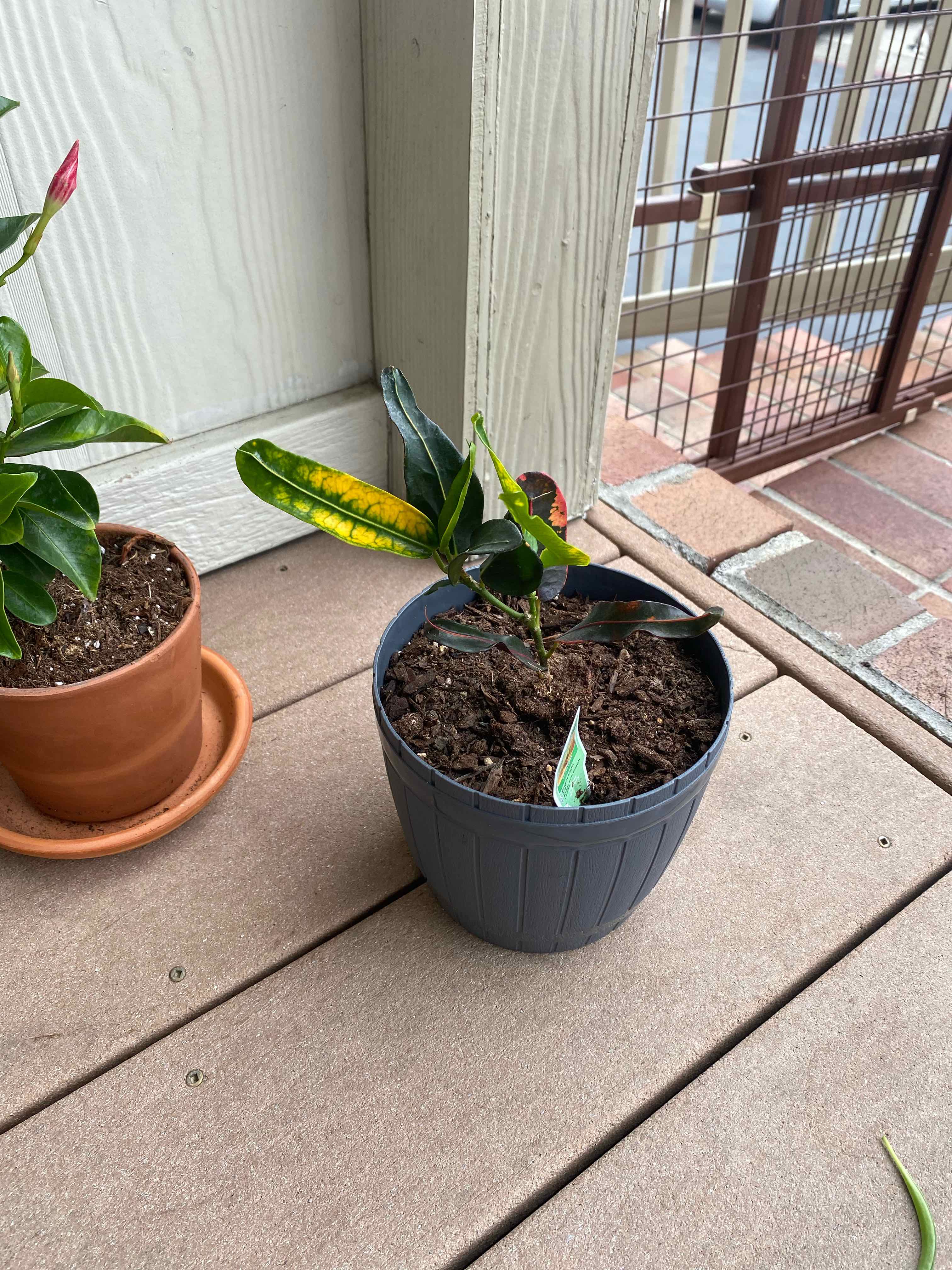 Potted California Croton with yellowing and browning leaves, visible soil, and another plant in the background.