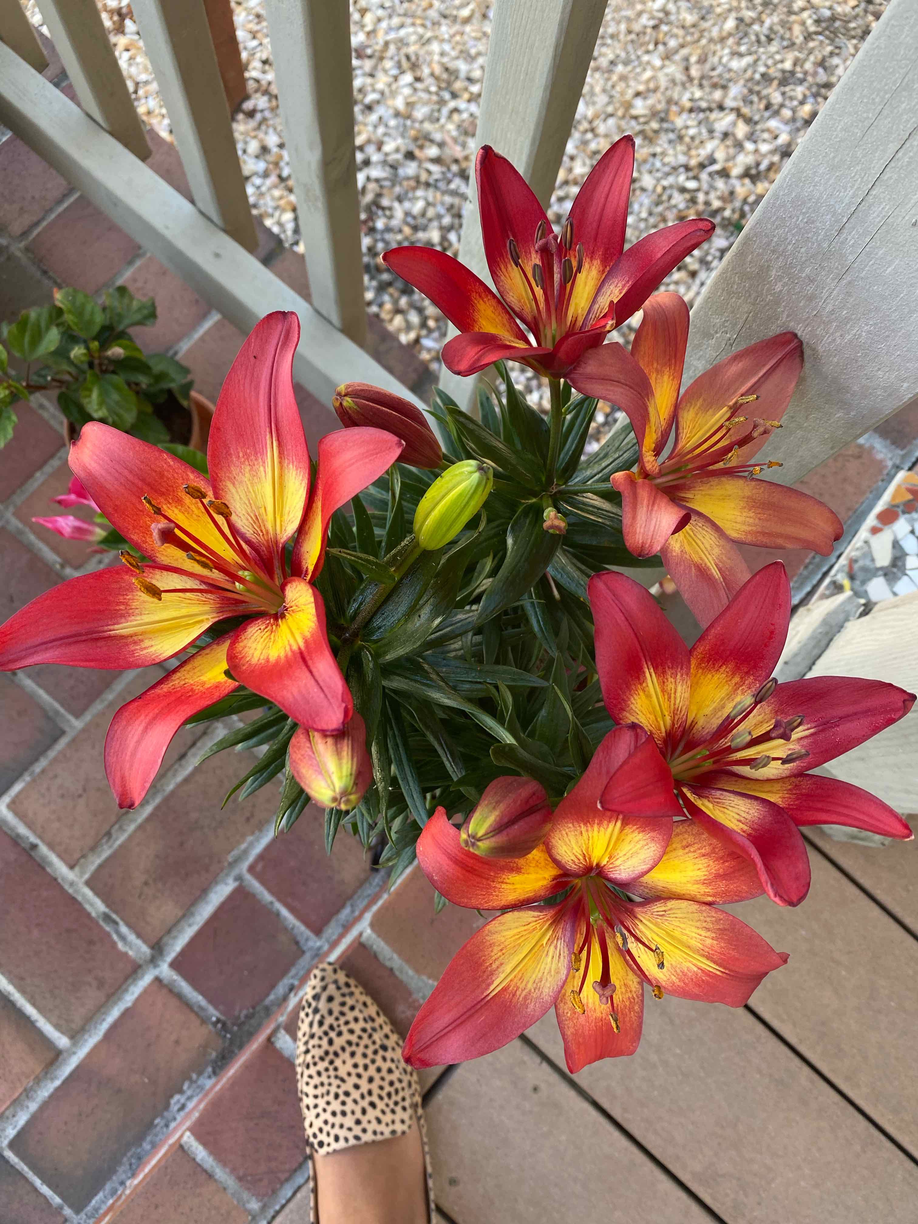 Orange Lily plant with vibrant red and yellow flowers, healthy and well-framed.