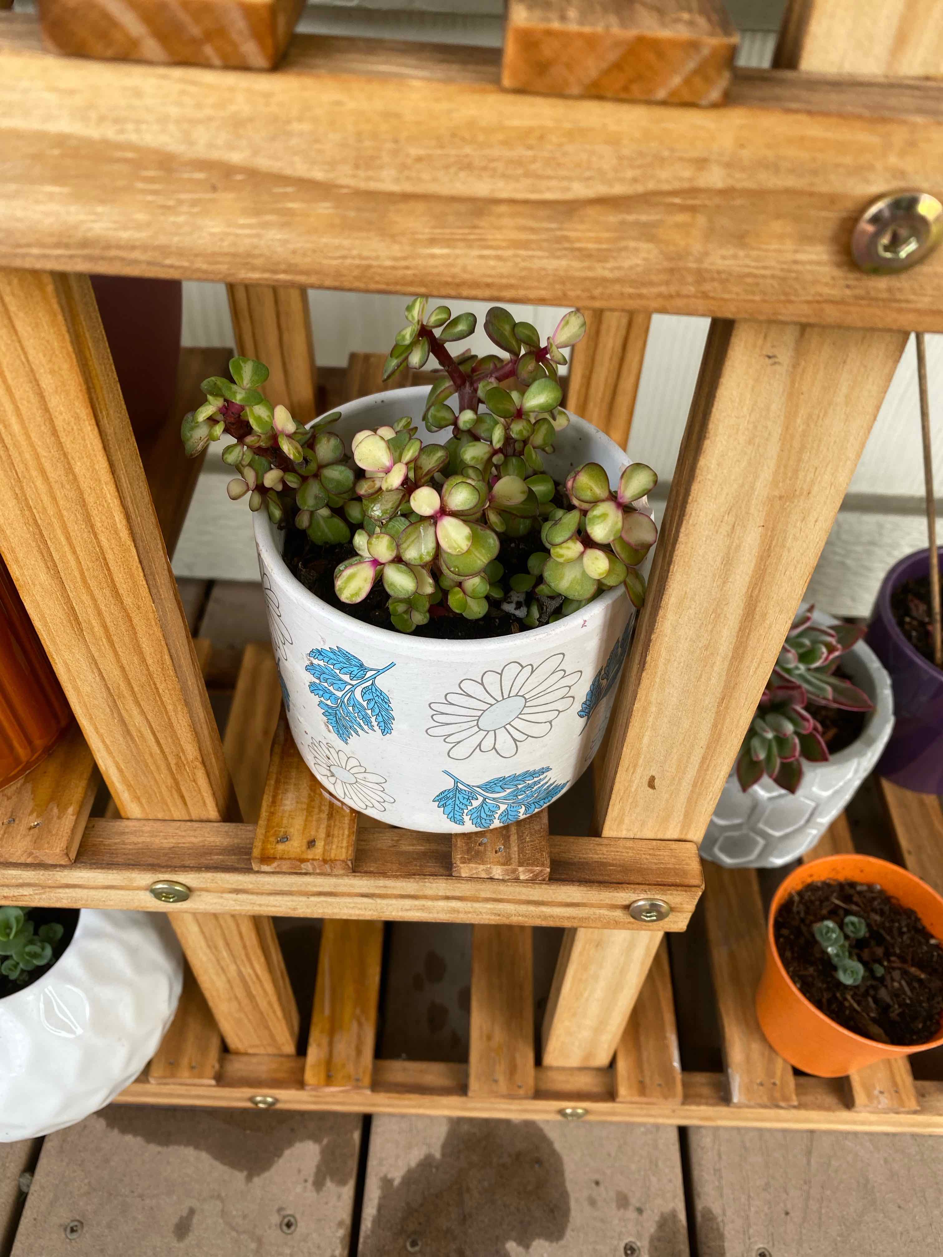 Elephant Bush plant photo by @AshinByAlex named Scarlett on Greg, the plant care app.