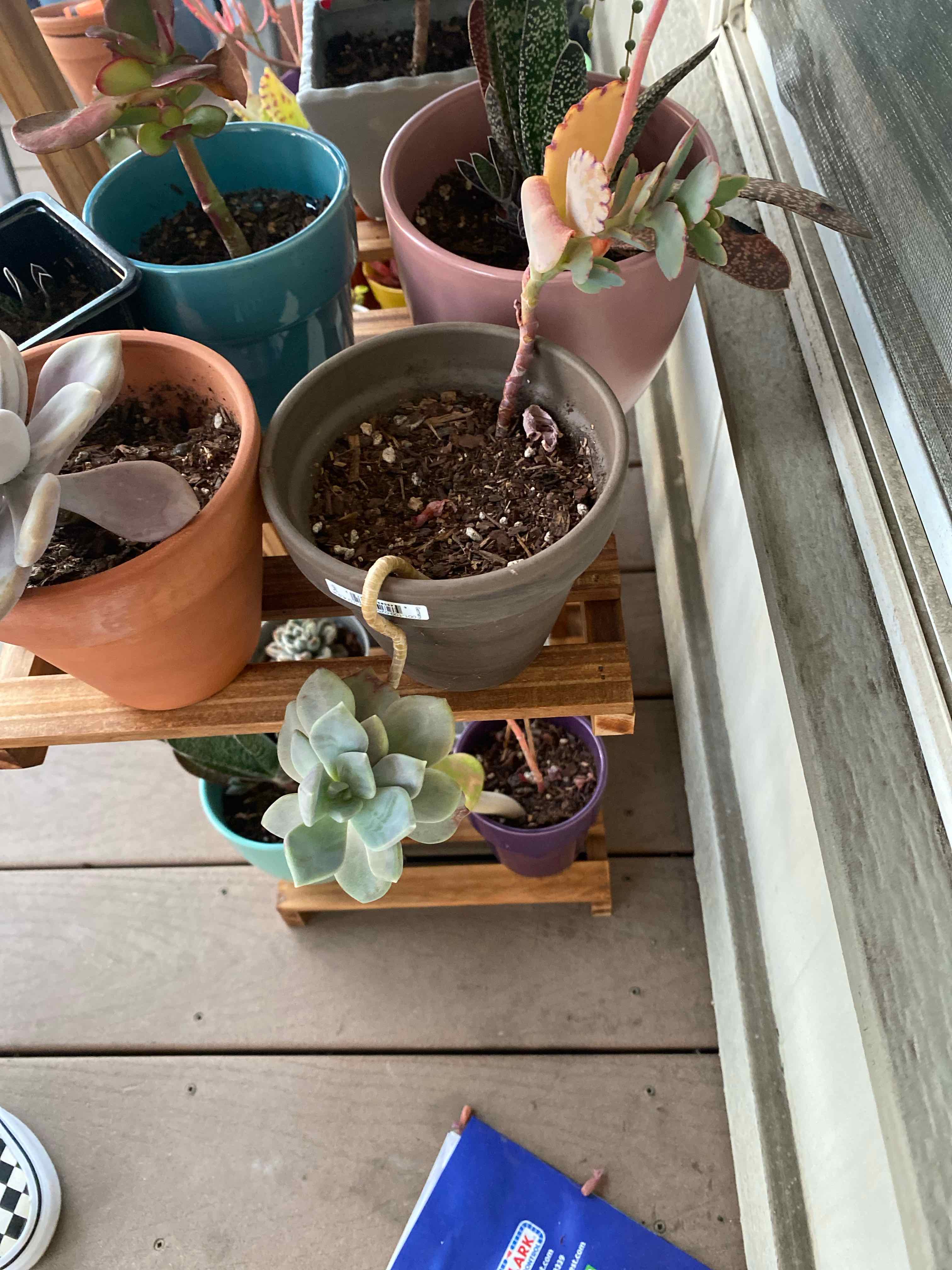 Ghost Plant plant photo by @AshinByAlex named Ghost on Greg, the plant care app.
