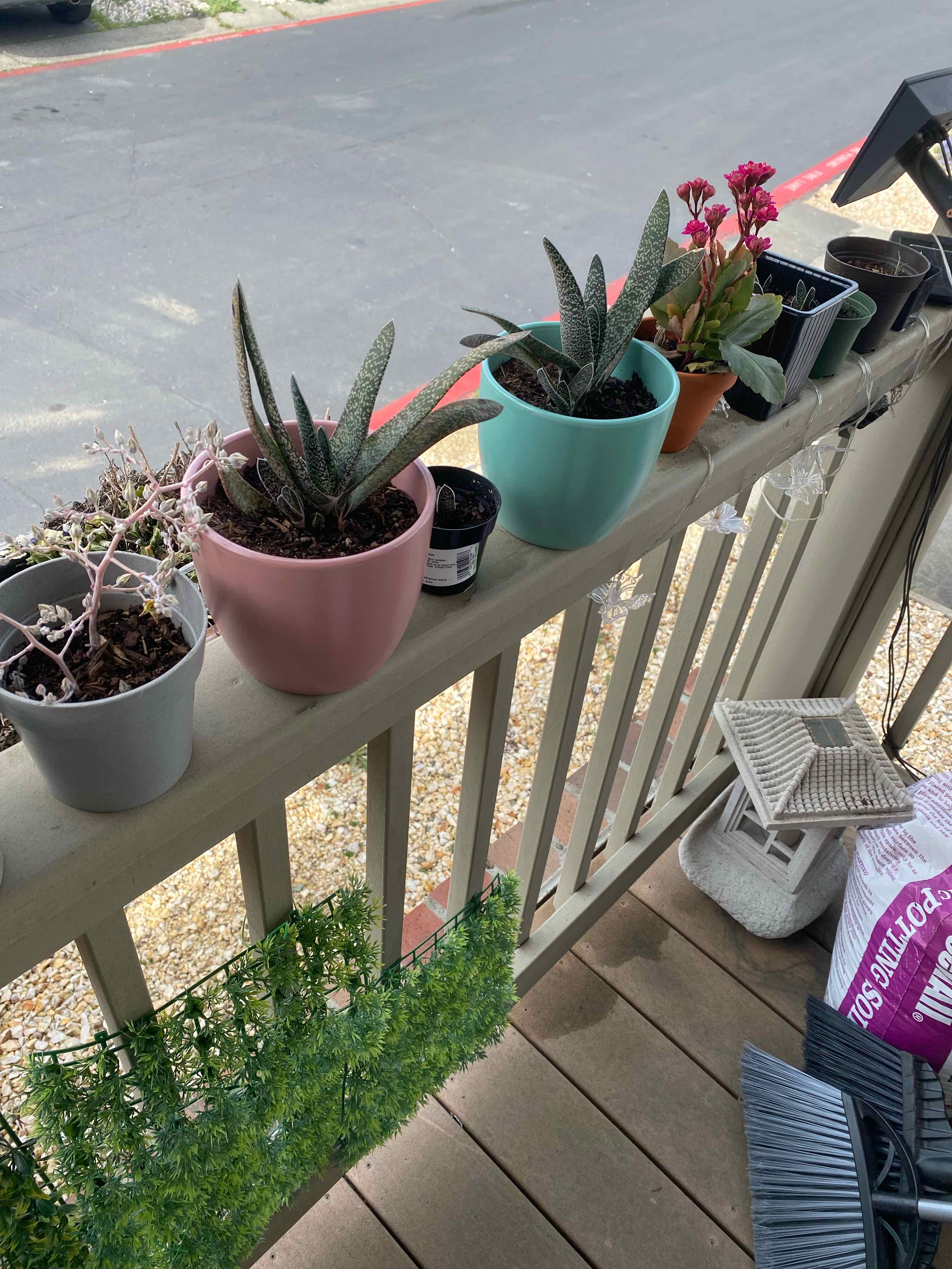 Ox Tongue plant photo by @AshinByAlex named Bonnie and Clyde on Greg, the plant care app.