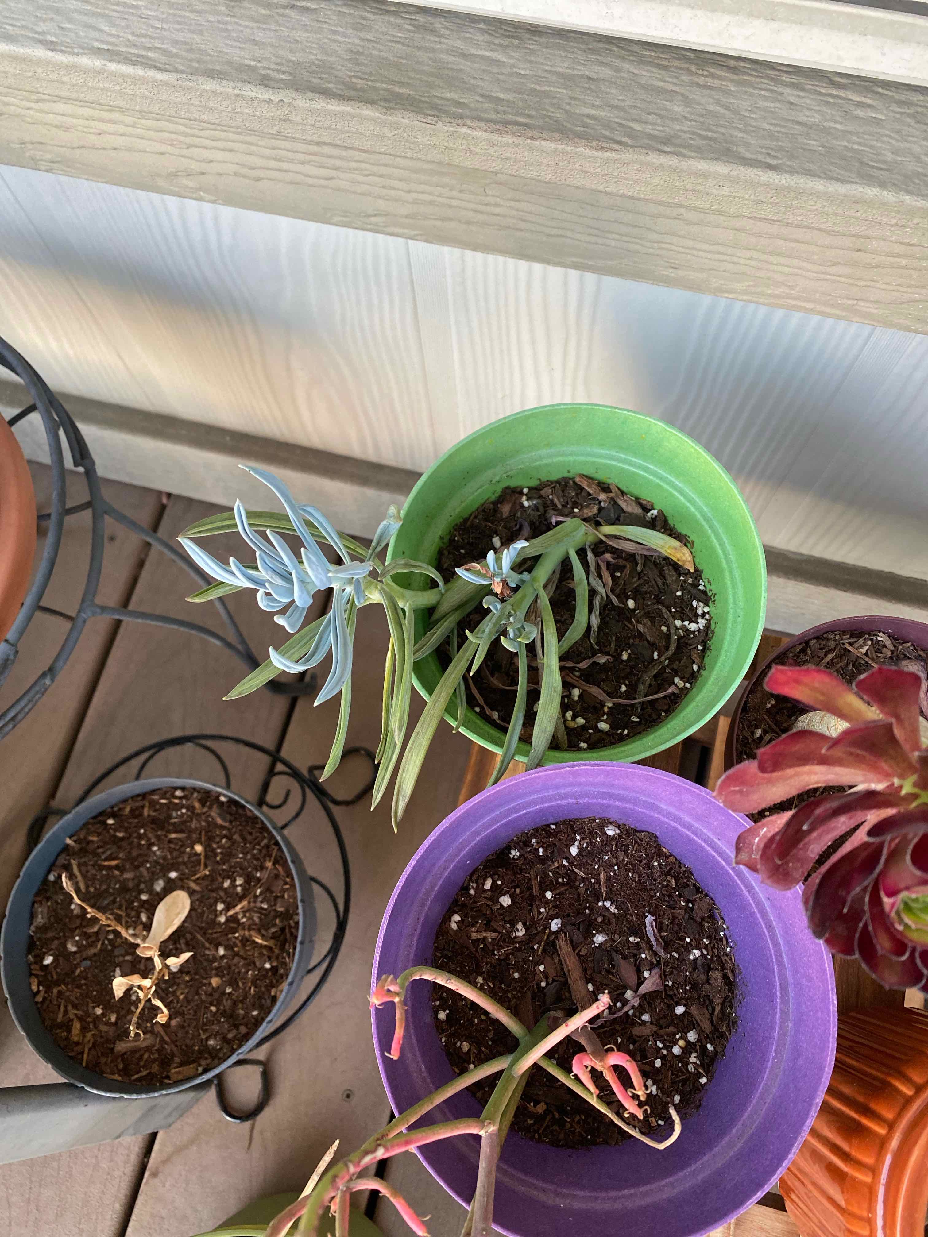 Narrow-Leaf Chalk Sticks plant photo by @AshinByAlex named Bridgerton on Greg, the plant care app.