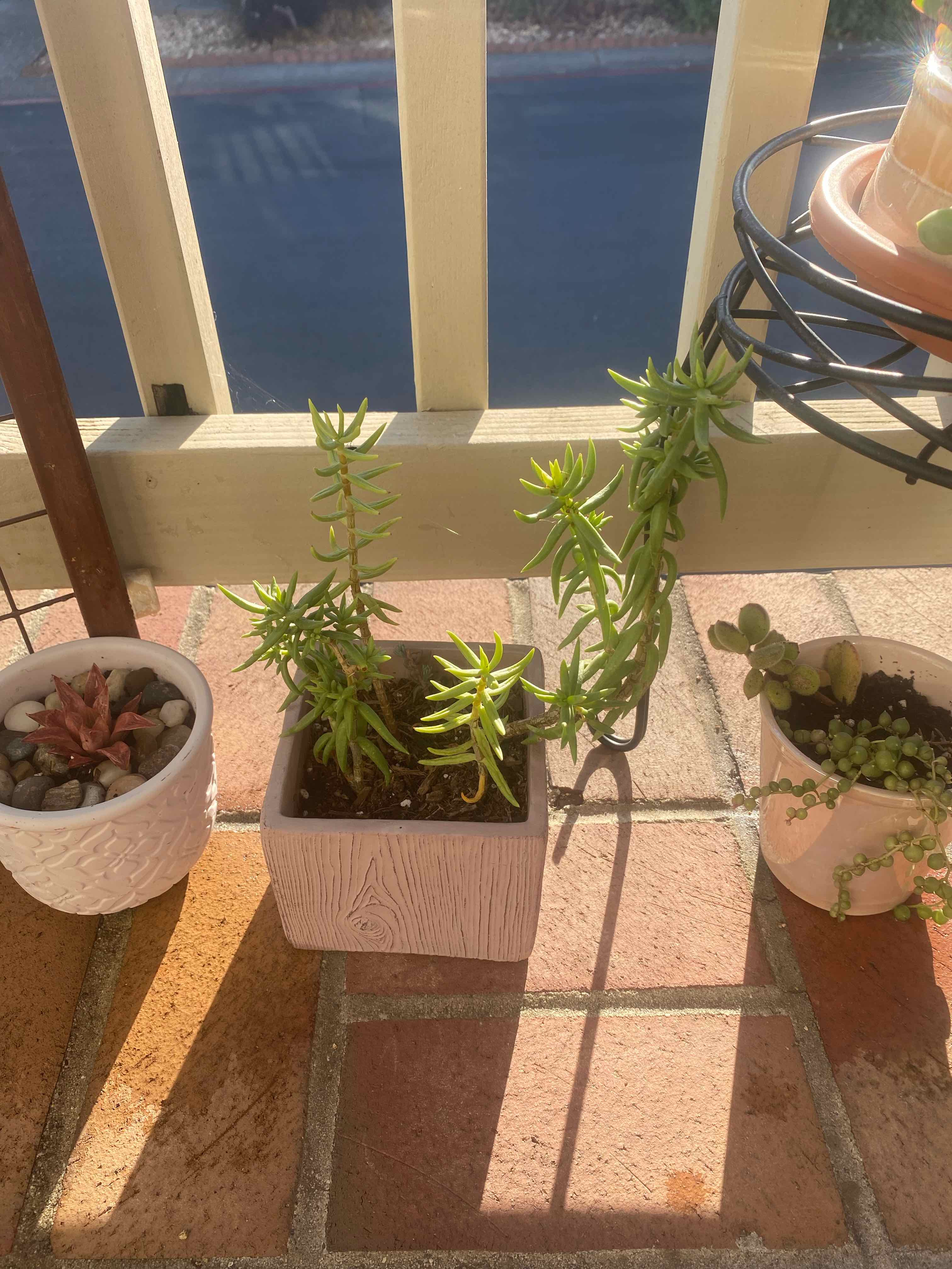 Photo of the plant species Miniature Pine Tree by @AshinByAlex named Aria on Greg, the plant care app