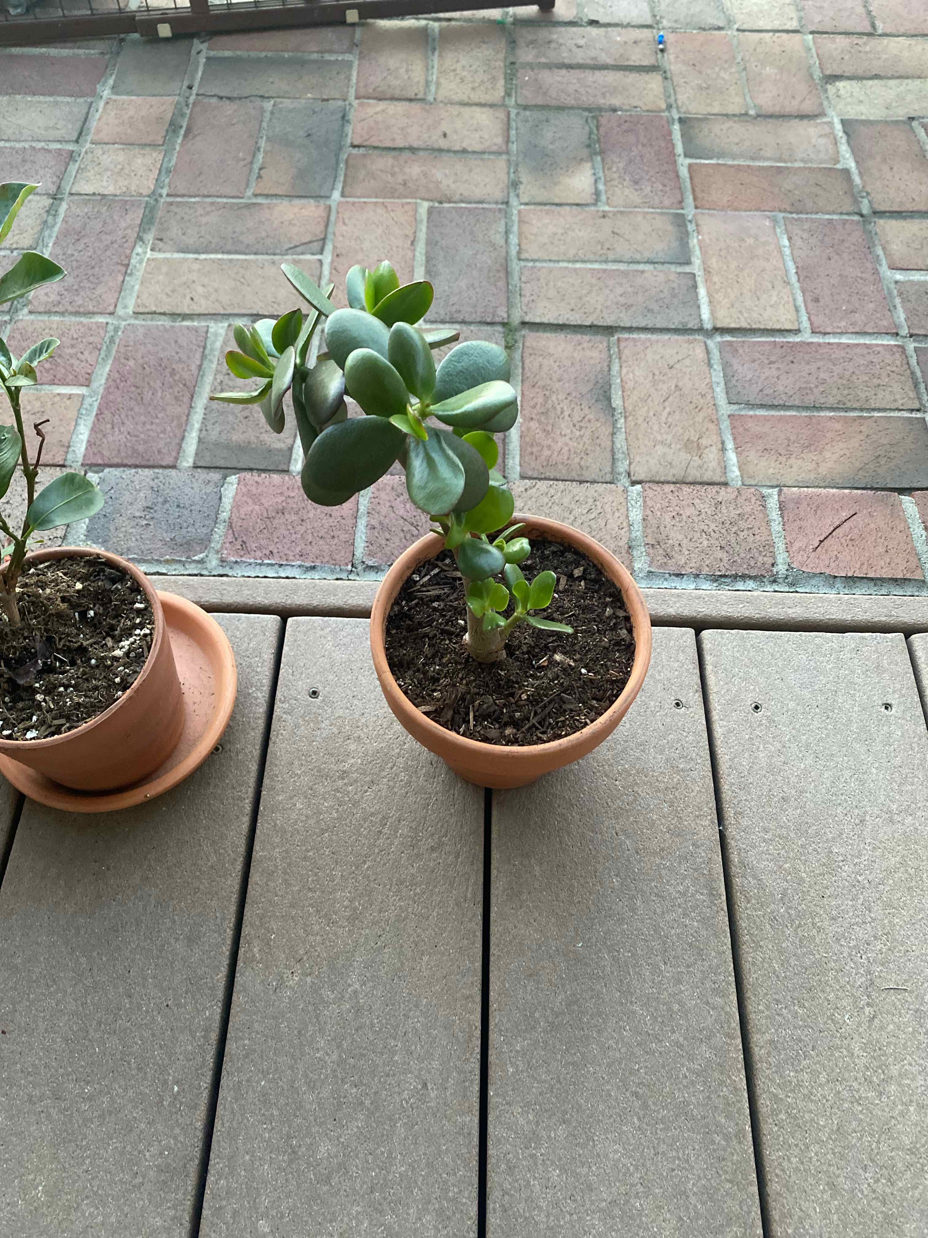Lucky Plant plant photo by @AshinByAlex named Jadé on Greg, the plant care app.