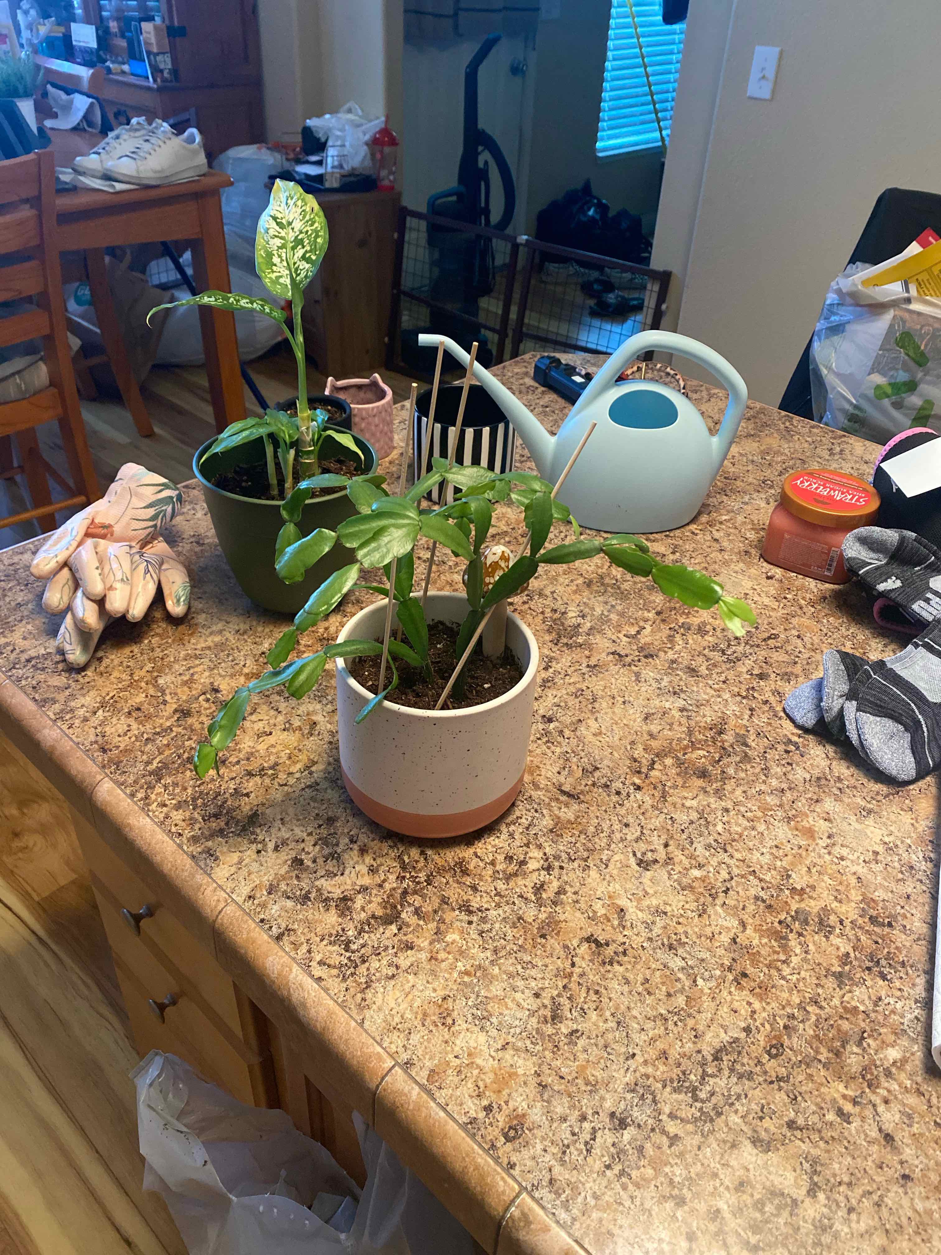 False Christmas Cactus plant photo by @AshinByAlex named Forrest on Greg, the plant care app.