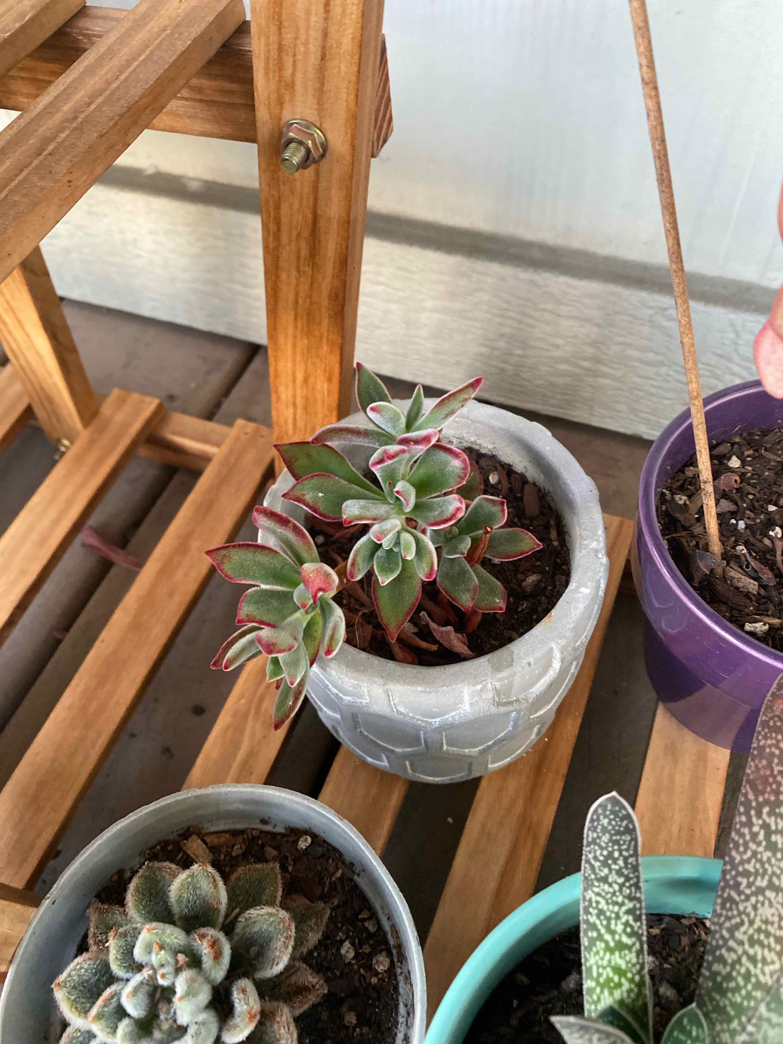 Chenille Plant plant photo by @AshinByAlex named Darwin on Greg, the plant care app.