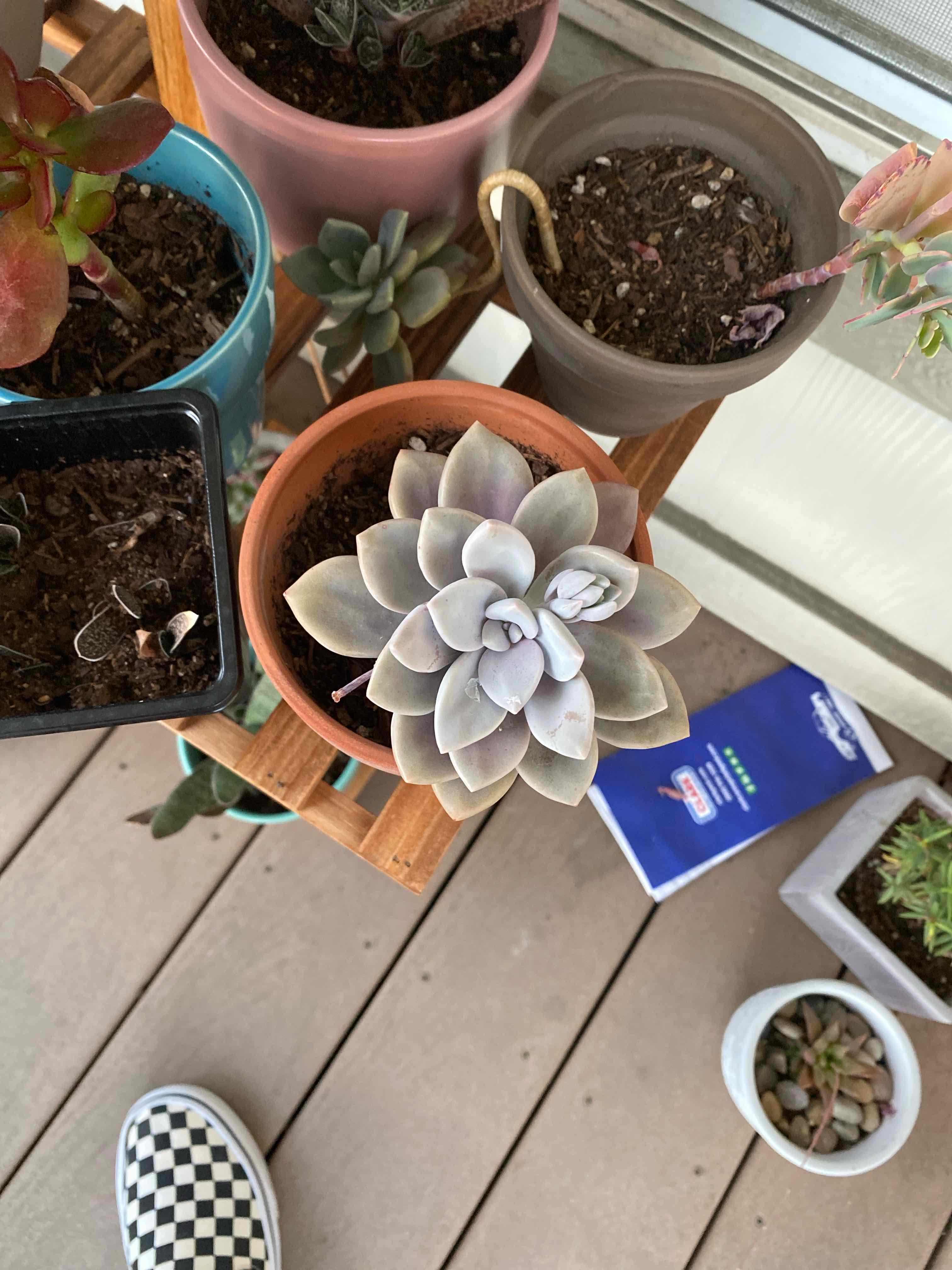 Echeveria Runyonii plant photo by @AshinByAlex named Monchi on Greg, the plant care app.