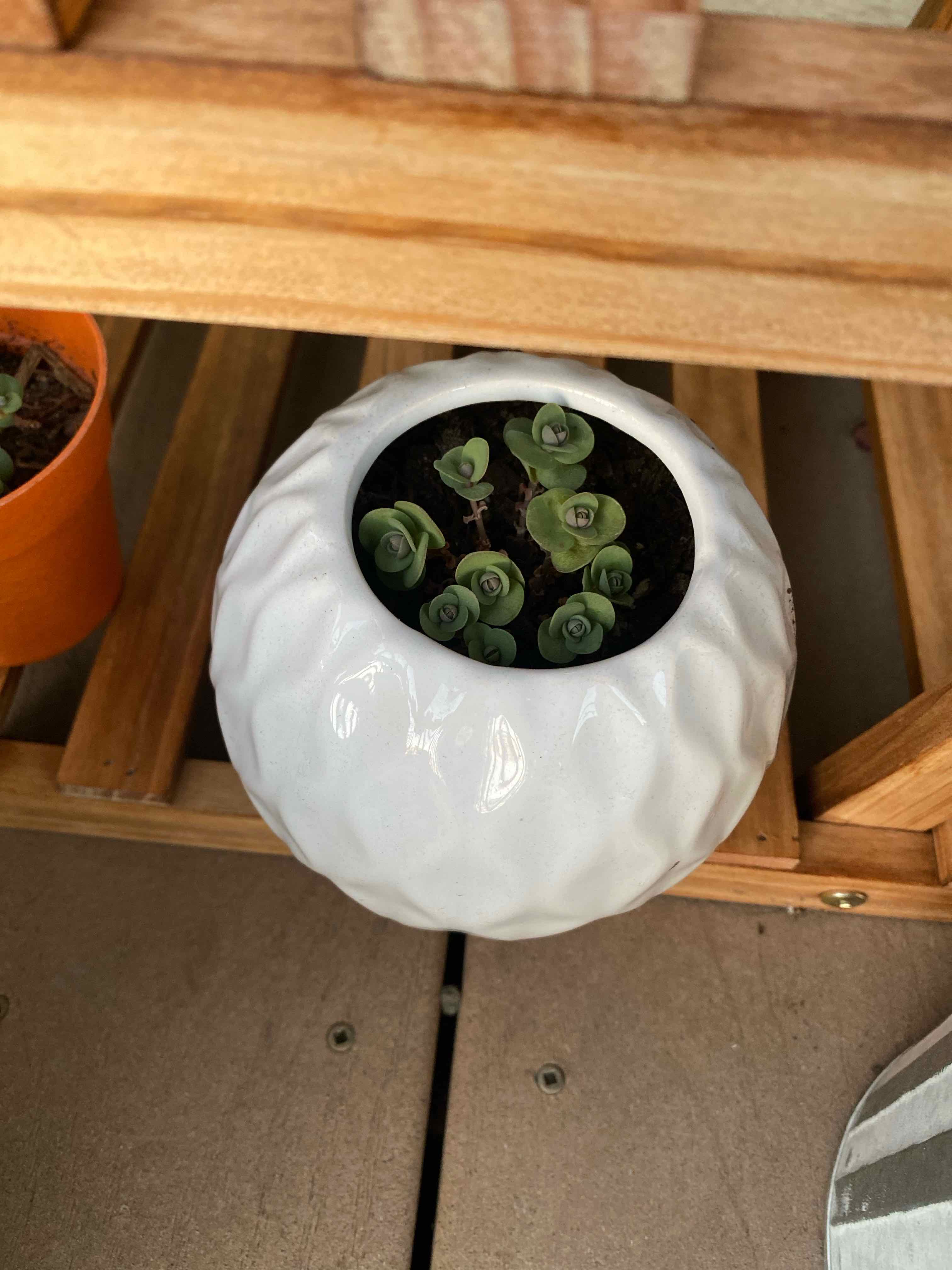 Elephant Bush plant photo by @AshinByAlex named Oscar on Greg, the plant care app.