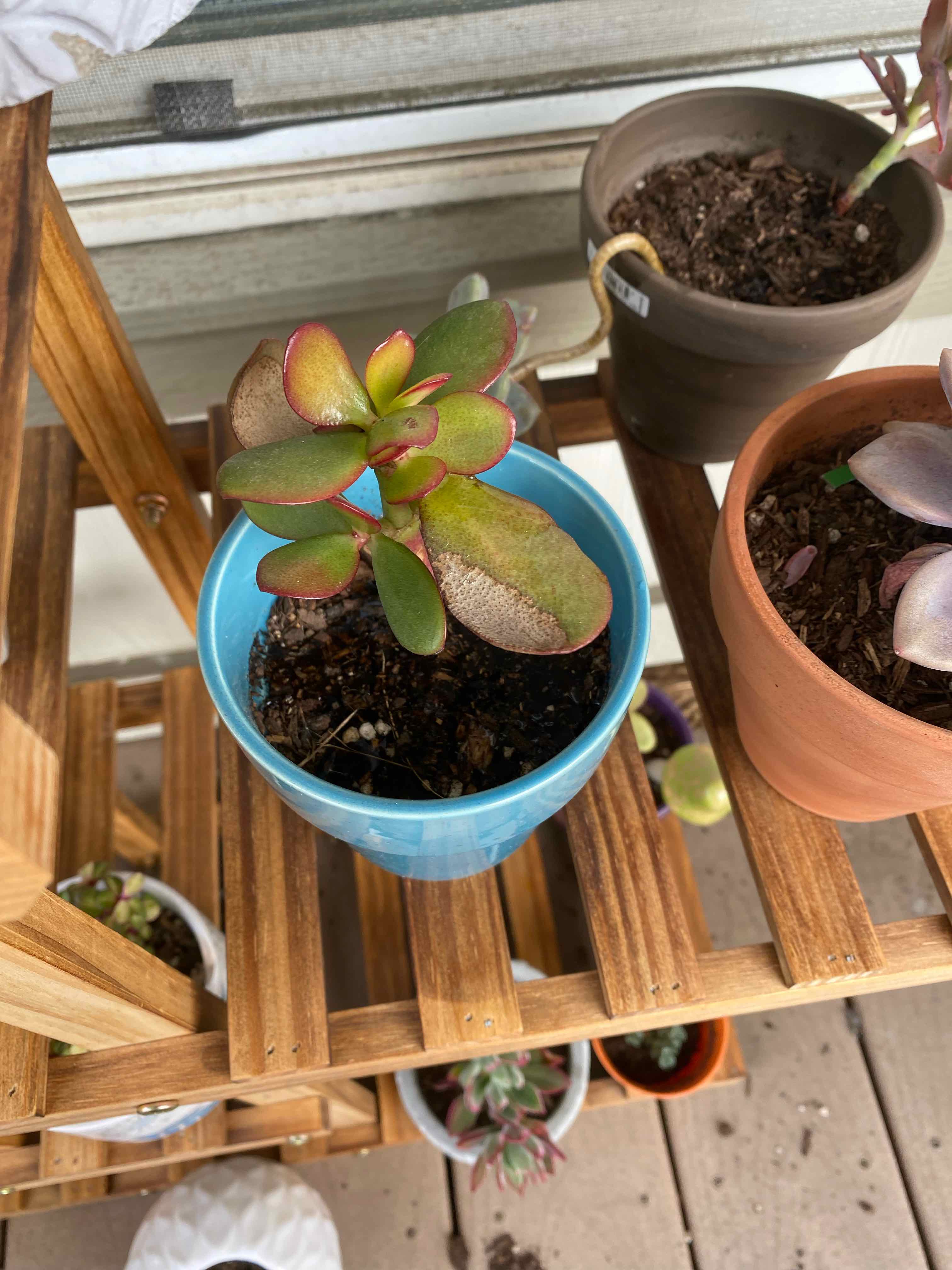 Lucky Plant plant photo by @AshinByAlex named Harper on Greg, the plant care app.