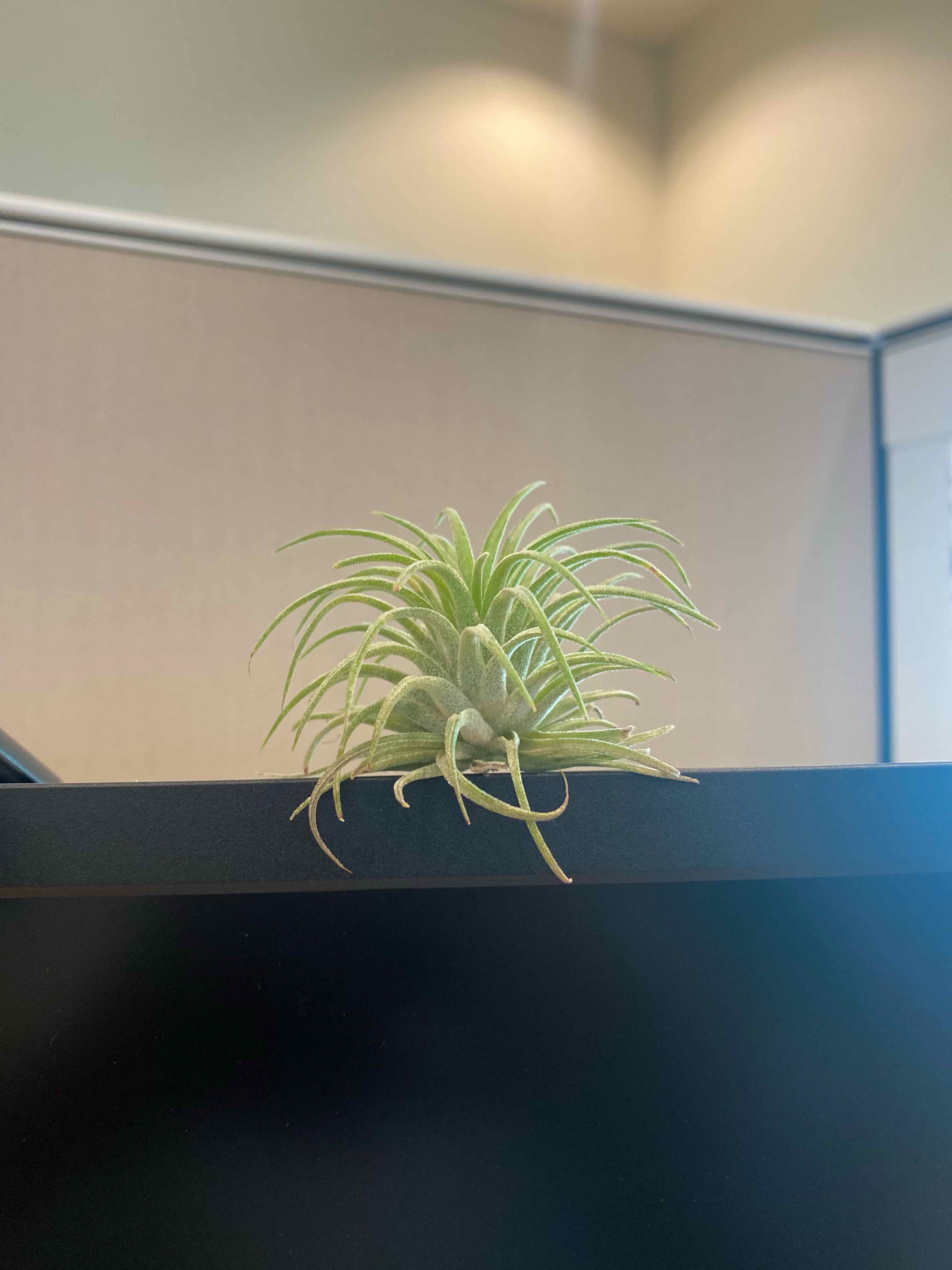 Blushing Bride Air Plant plant photo by @AshinByAlex named Julio on Greg, the plant care app.