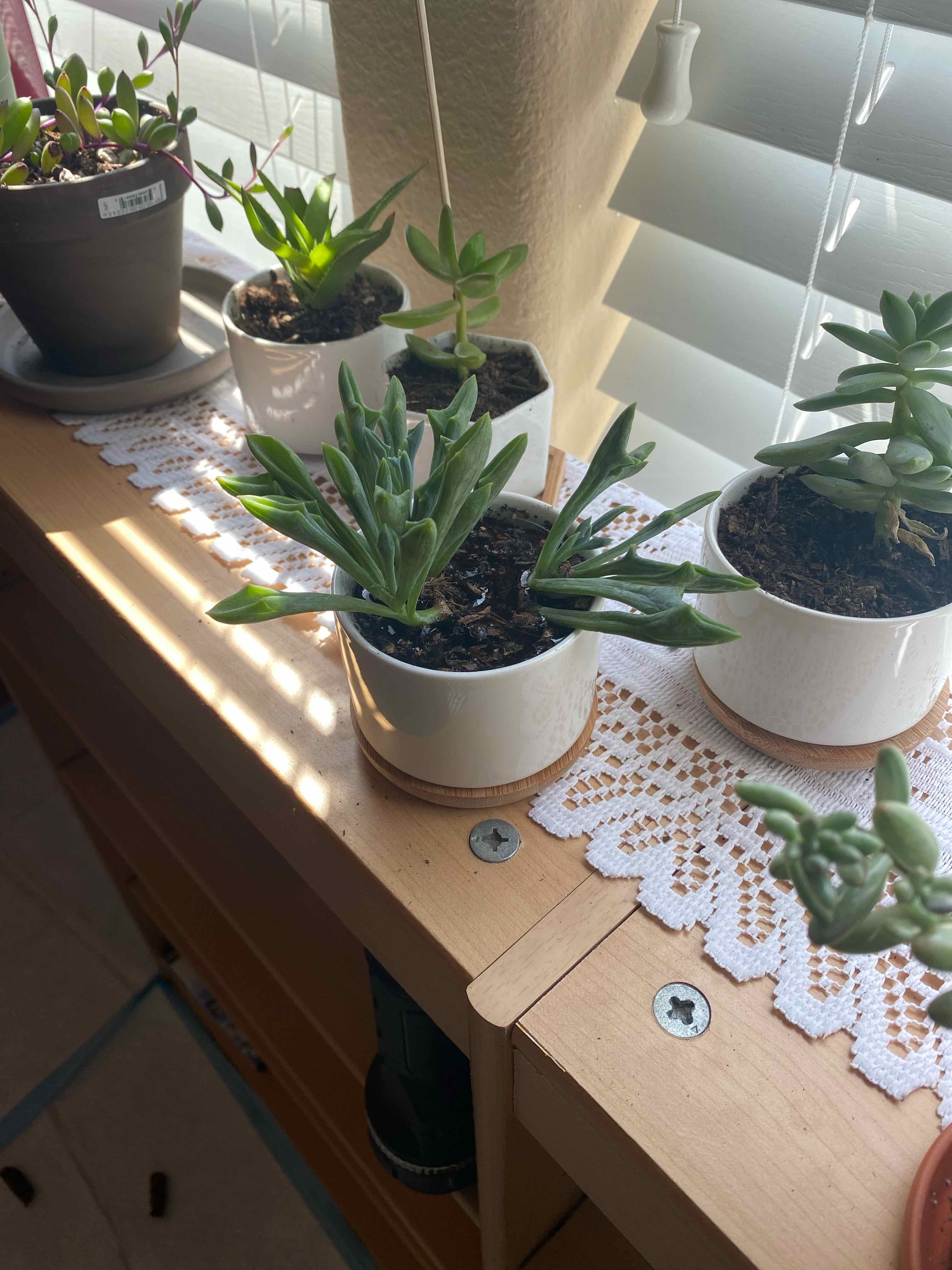 Several potted plants on a windowsill, with a healthy Spear Head Senecio in focus.