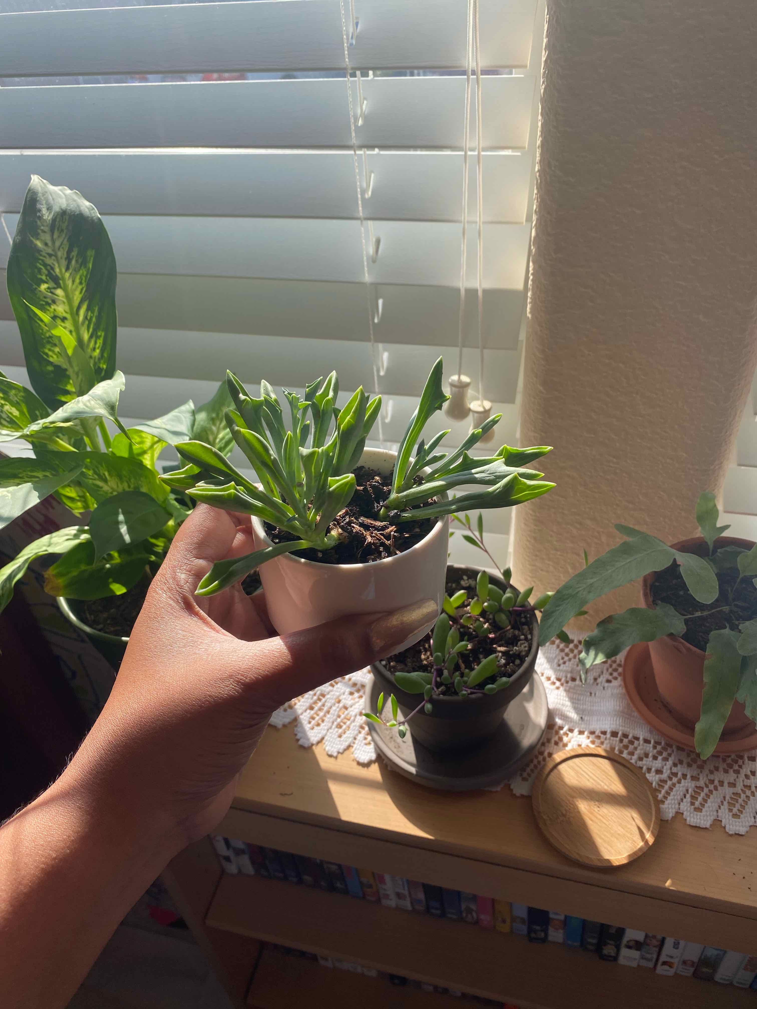 A healthy Spear Head Senecio plant being held up by a hand, with other plants in the background.