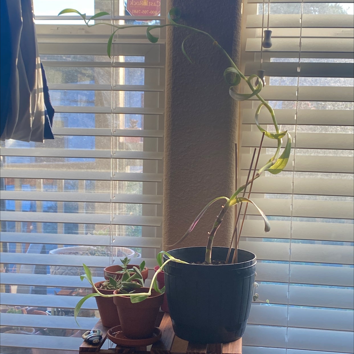 Moses-in-the-Cradle plant photo by @AshinByAlex named Wockesha on Greg, the plant care app.