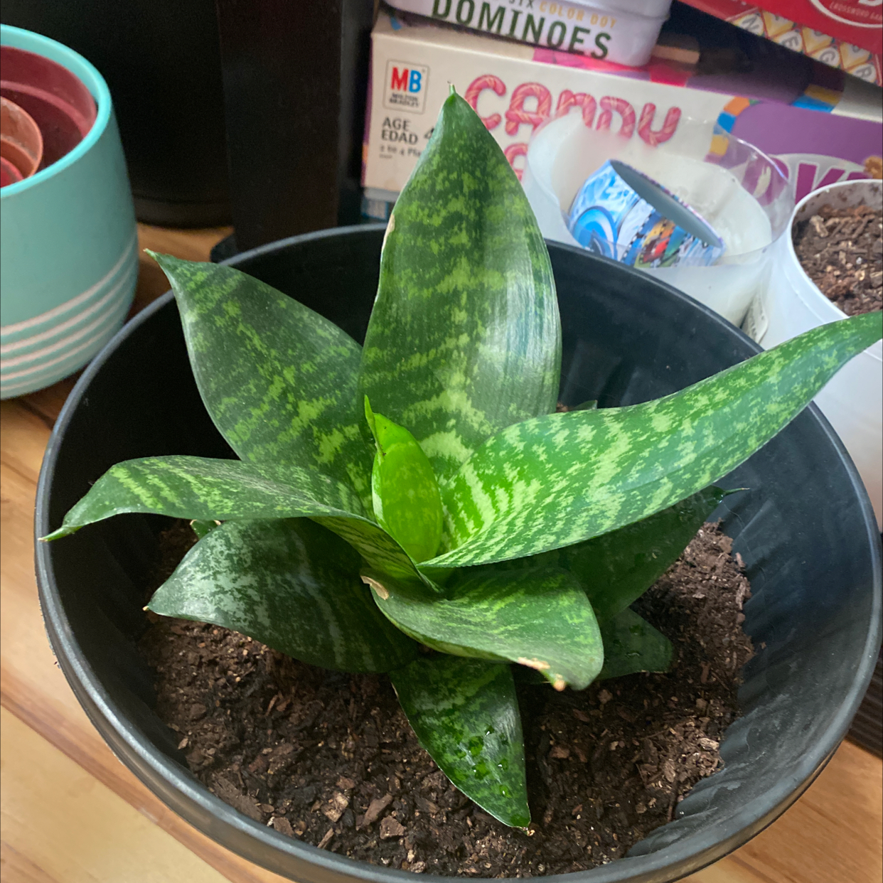 Snake Plant plant photo by @AshinByAlex named Snake Jazz on Greg, the plant care app.