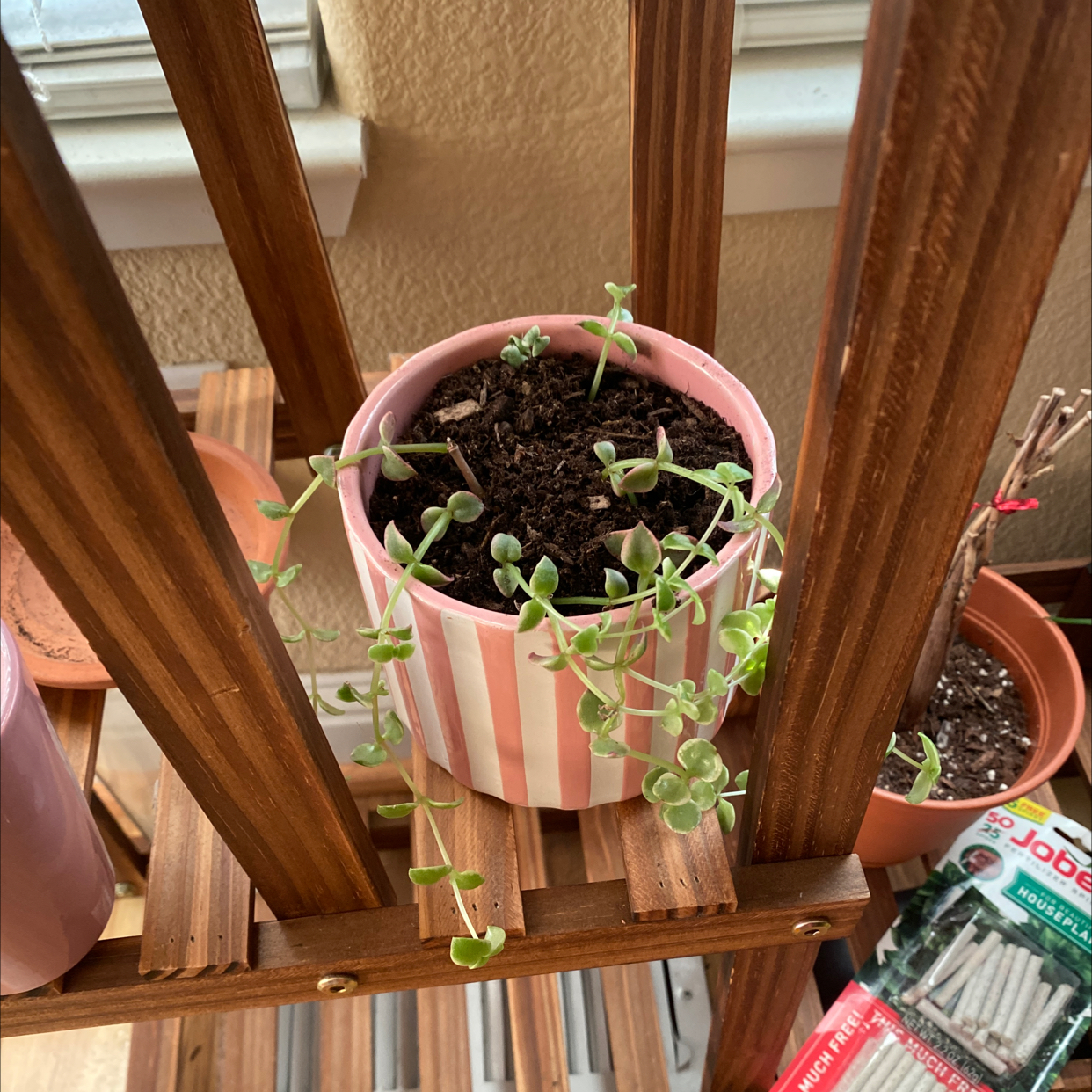 Photo of the plant species Crassula Pellucida by @AshinByAlex named Mollie on Greg, the plant care app