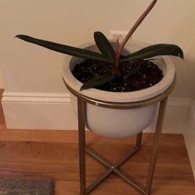 Photo of the plant species Philodendron Ruizii by @HighPeppervine named Rihanna on Greg, the plant care app