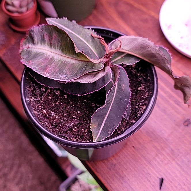 Photo of the plant species Labisia pumila 'Electric Pink' by @DynamicGinger named Tolkien on Greg, the plant care app