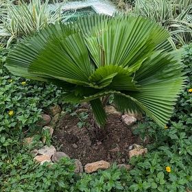 Photo of the plant species Mexican Fan Palm by @CunningOlneya named Bella on Greg, the plant care app