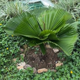 Photo of the plant species Mexican Fan Palm by @CunningOlneya named ChloroPhil on Greg, the plant care app