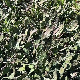 Photo of the plant species Erect Prickly Pear by @CunningOlneya named Willow on Greg, the plant care app