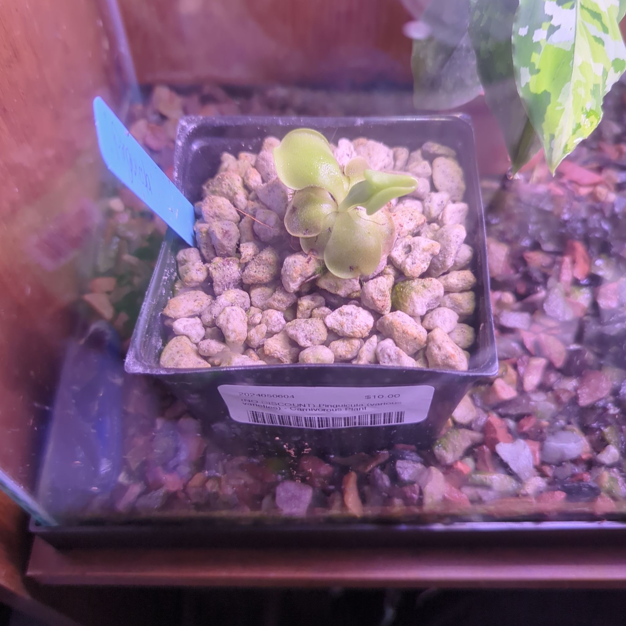 Photo of the plant species Mexican Butterwort by @HonoredBaybean named Bella on Greg, the plant care app
