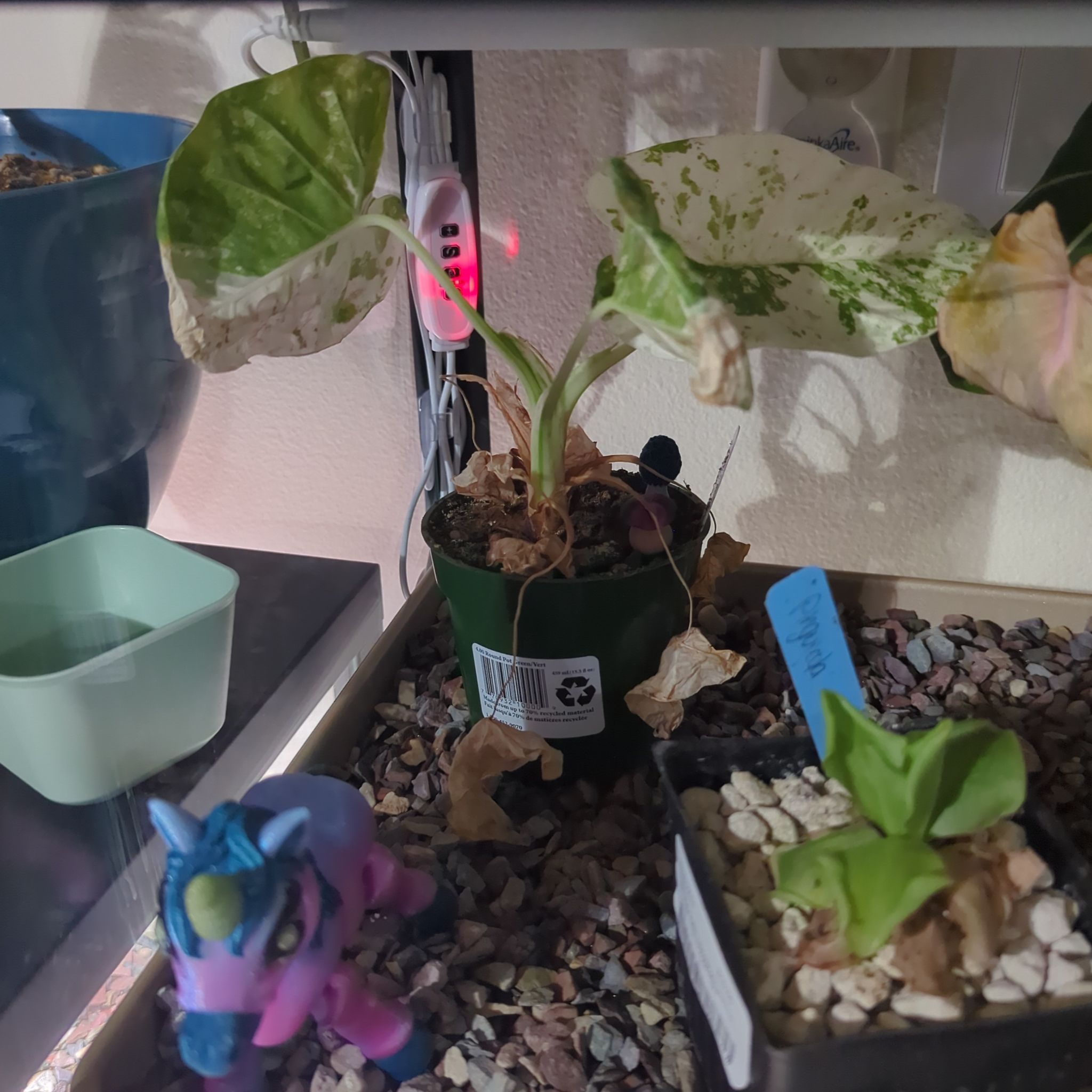 Photo of the plant species Alocasia 'Batik' by @HonoredBaybean named Tree Diddy on Greg, the plant care app