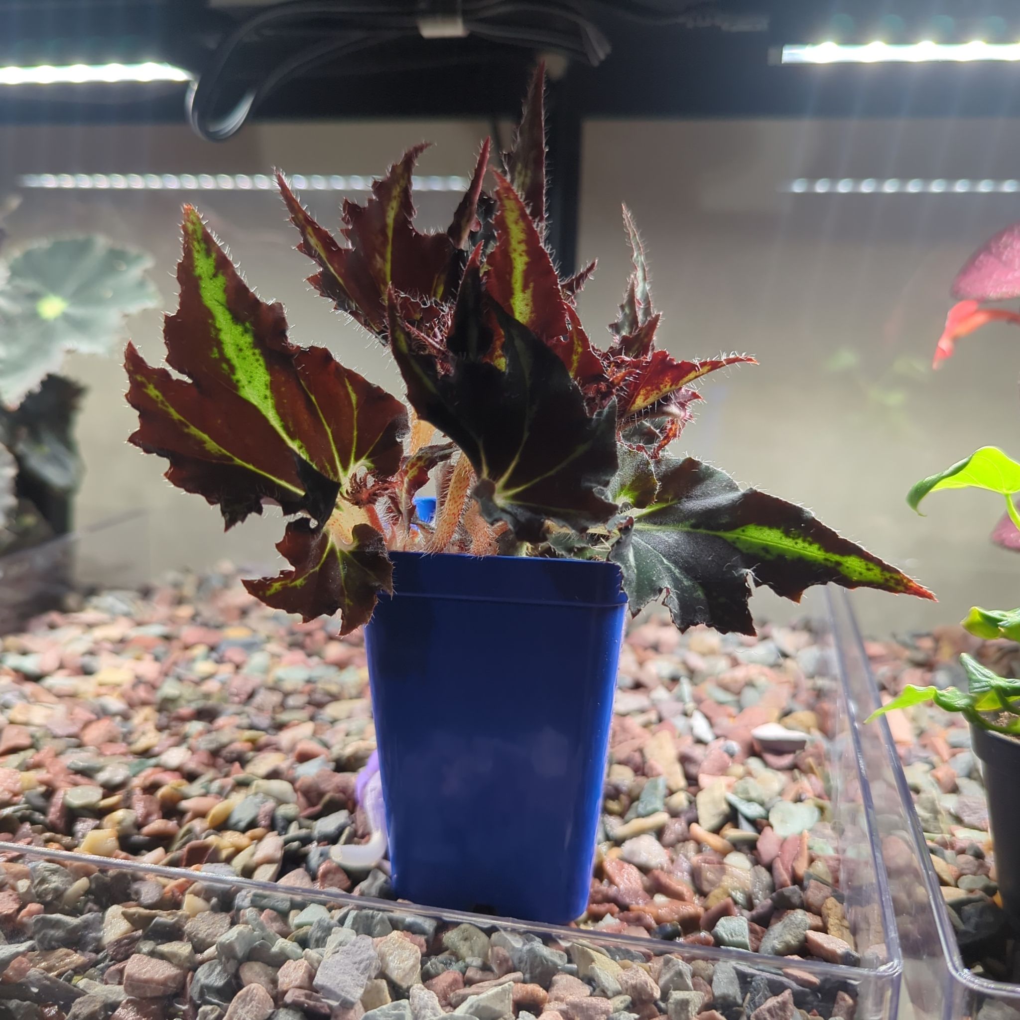 Photo of the plant species Begonia by @HonoredBaybean named Gregarious on Greg, the plant care app
