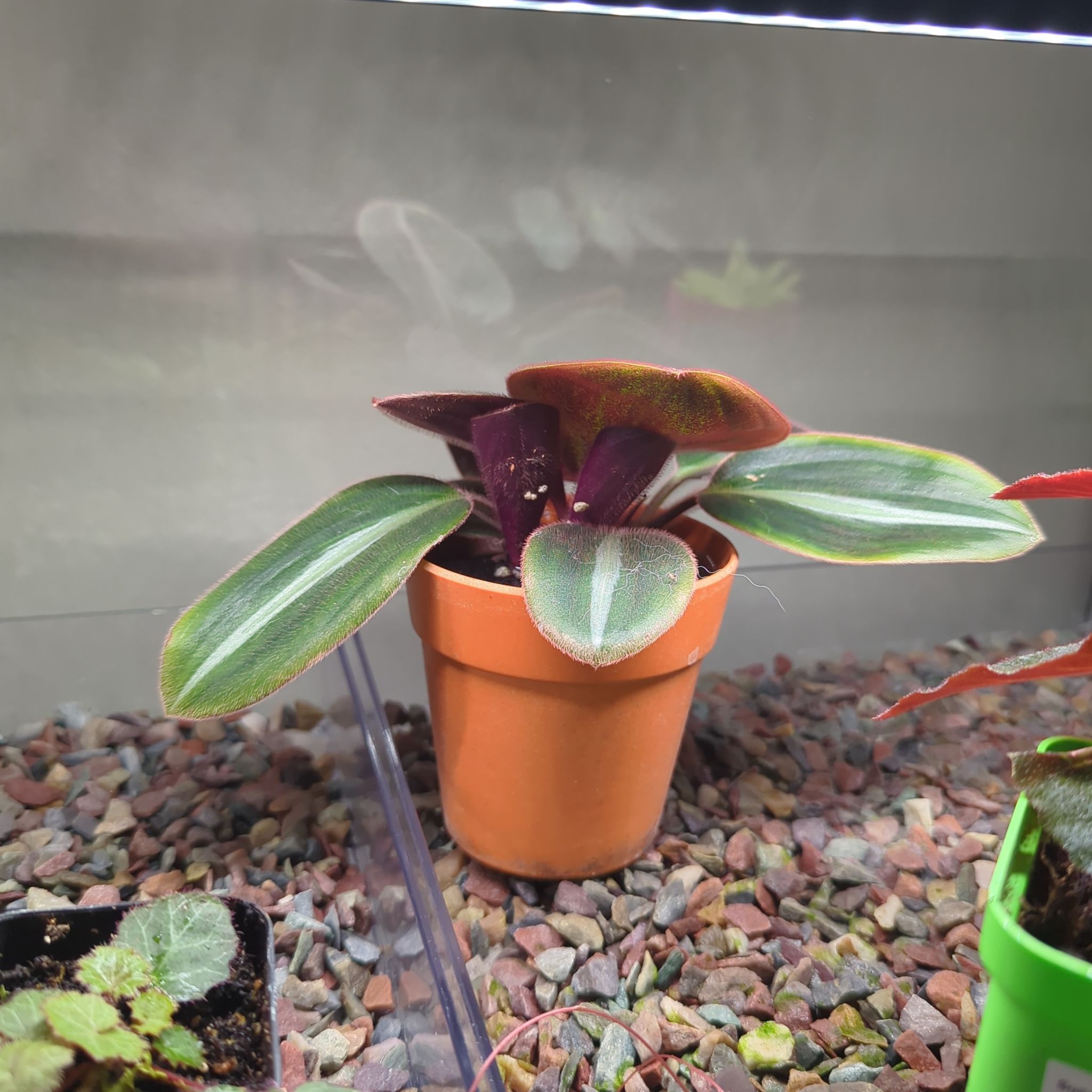 Photo of the plant species Brown Spiderwort by @HonoredBaybean named Kardashian on Greg, the plant care app