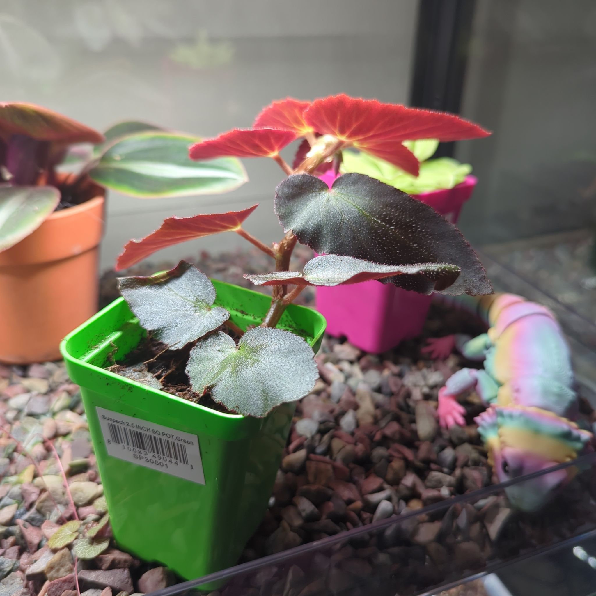 Photo of the plant species Brazilian Lady Begonia by @HonoredBaybean named Zion on Greg, the plant care app