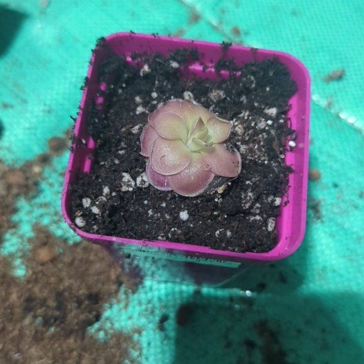 Photo of the plant species Butter Worth by @HonoredBaybean named da Vinci on Greg, the plant care app