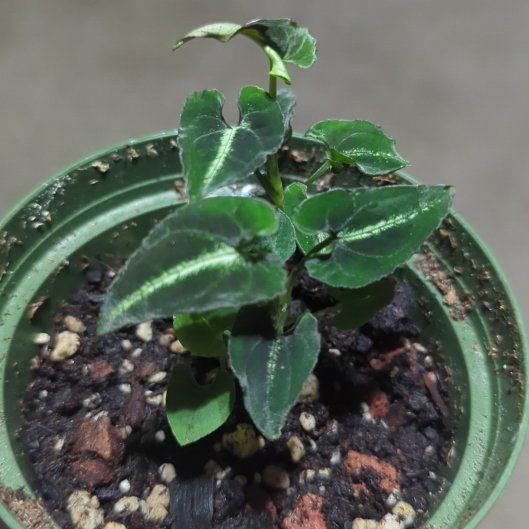 Photo of the plant species Syngonium Rayii by @HonoredBaybean named Apollo on Greg, the plant care app