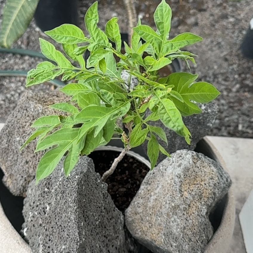 Photo of the plant species Calabash Tree by @BabyHairysedge named Aristotle on Greg, the plant care app