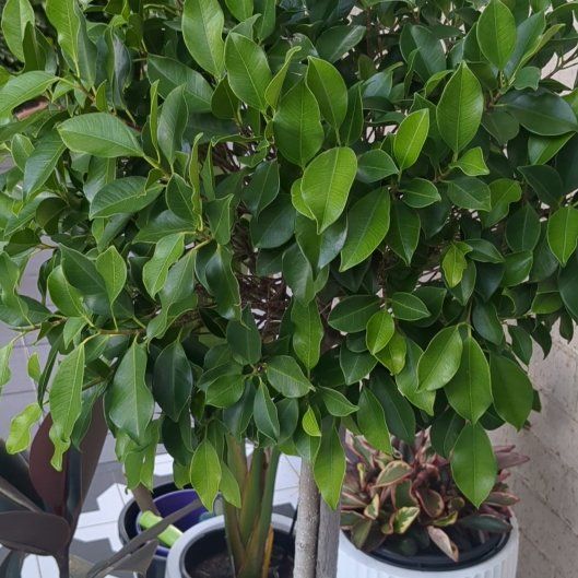 Photo of the plant species Weeping Fig Daniella by @HeroicWormplant named Benjamini (SR 6/12; L monthly) on Greg, the plant care app